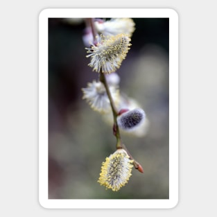 Bursting Buds Bowing in the Back Garden Sticker